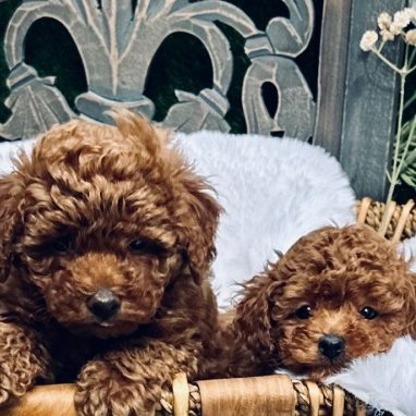 Red poodle puppies
