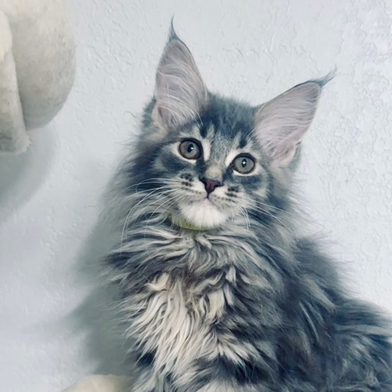 A silver tabby Maine Coon kitten