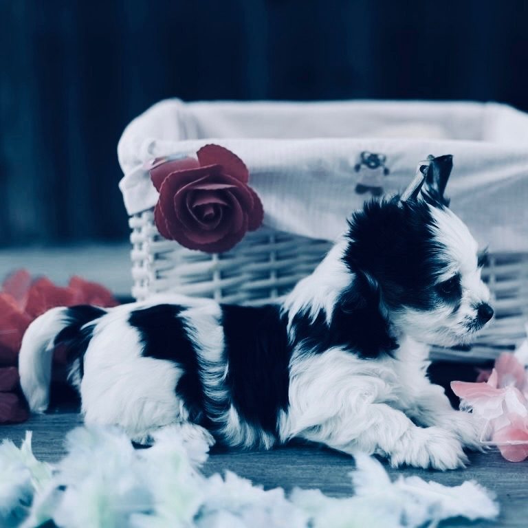 black and white biewer puppy